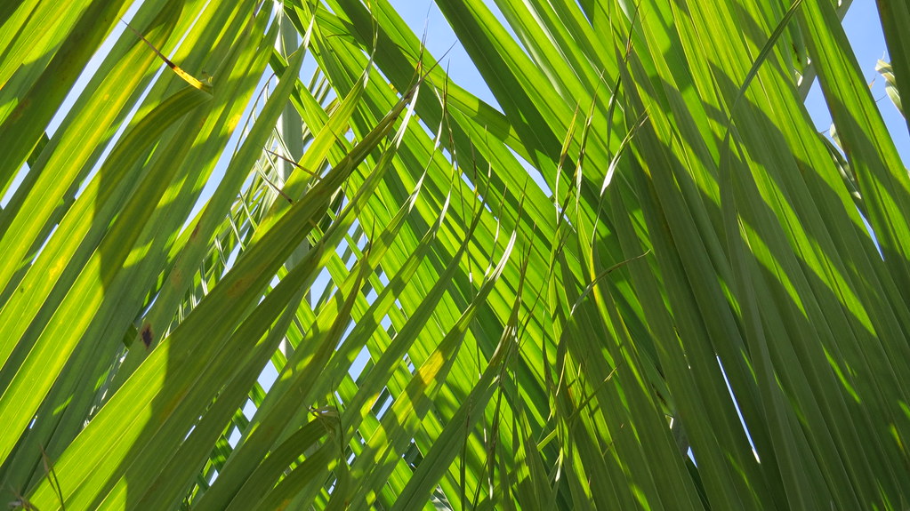 4/5/2020 Palm Sunday Worship Service